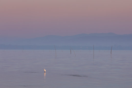 Pastel tone sunrise with crane bird and morning fog over the water of lake Trasimeno, reed in the front, hill silhouettes in the distance, Tuscany Italy.