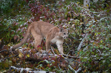 Cougar (Puma concolor) Walks Right Across Snow Dusted Log Autumn