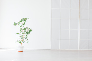 green home plant in the interior of the white room of the house