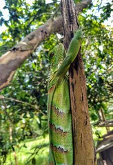chameleon on tree