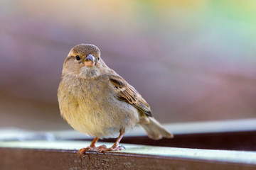 Close up portrait of house sparrow male or Passer domesticus. Passeridae perching on the branch on...