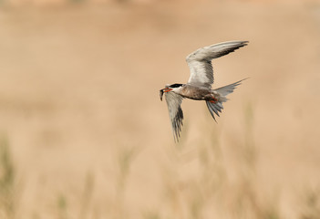 White-cheeked Tern with a fish