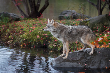 Coyote (Canis latrans) Looks Left From Rock By Island Autumn