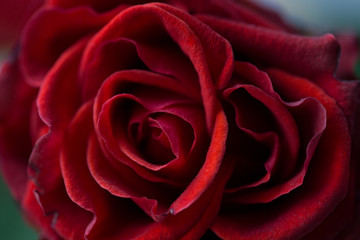 rose background beautiful flower blossom close-up macro  blurred