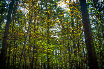 Fototapeta na wymiar Hudson Pointe Nature Preserve Upstate New York Adirondacks