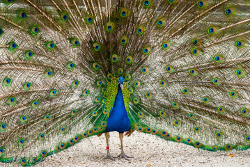 Obraz premium Close up male peacock with fully unfolded feathers of his tail