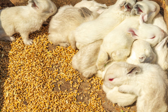 Lots Of Little Rabbits In A Box With Wheat Grains