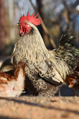 Eco chickens in the garden