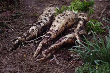 Parsnips on the farmer's hands