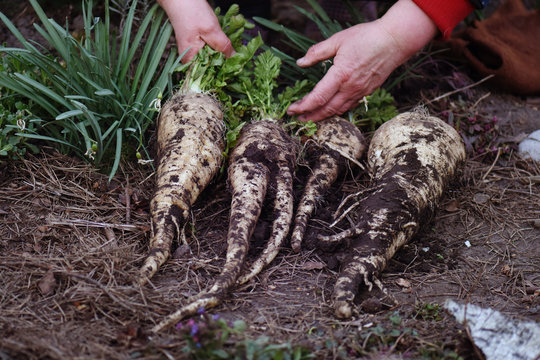 Parsnips on the farmer's hands