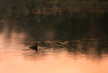 Little grebe in the morning light at Buhair lake, Bahrain