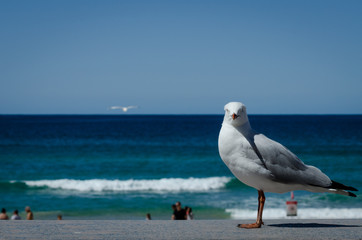 Seagull