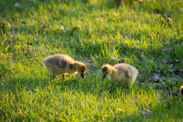 Goslings at Betar Byway Hudson River Upstate New York Adirondacks