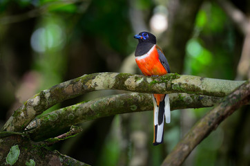 Malabar trogon on tree