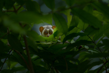 Slender loris