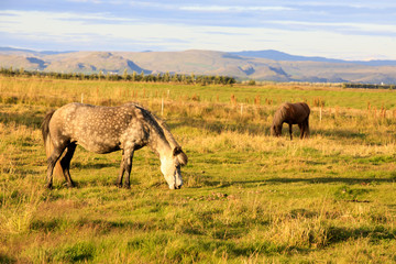 Naklejka na ściany i meble Iceland - August 25, 2017: Horse in the Iceland field, Iceland, Europe