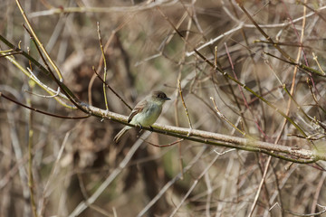 The Eastern Phoebe is the first flycatcher to return to southwestern Ontario each spring during migration. 