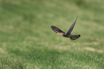 Common Kestrel in flight
