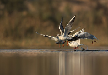Black-headed gulls flying at Buhair lake