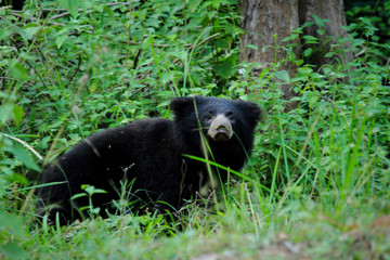 Sloth Bear