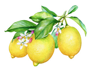 Watercolor branch with lemons, flowers and green leaves