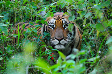 Fototapeta na wymiar Angry Royal Bengal Tiger