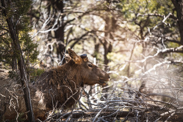 Rentier, Grand Canyon Nationalpark, Arizona, USA
