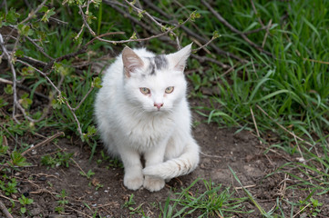 Naklejka na ściany i meble frightened white stray kitten is sitting on the green grass. cute thrown sad pet hungry and lonely