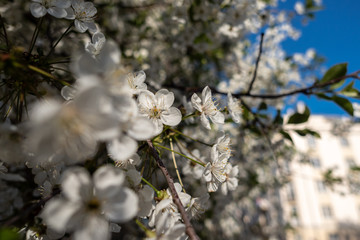 White cherry blossoms in the spring in a city 3