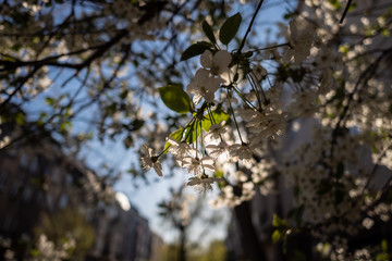 White cherry blossoms in the spring in a city 1