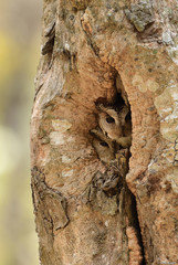 Indian Scopes Owl