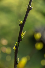 Und jedem Anfang wohnt ein Zauber inne,
Der uns besch&uuml;tzt und der uns hilft, zu leben. H.Hesse