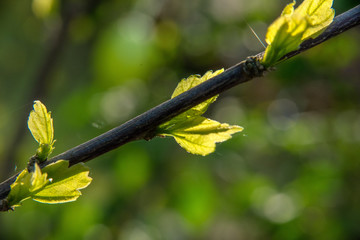 Und jedem Anfang wohnt ein Zauber inne,
Der uns beschützt und der uns hilft, zu leben. H.Hesse