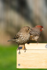 House Finch