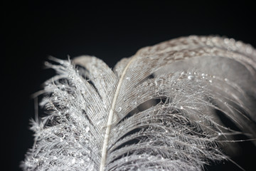 Upper part of feather covered with water on black background