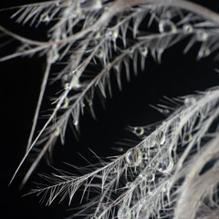 Macro morning dew droplets on the feather barbs. Black background