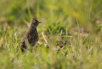 Eurasian Skylark in the green