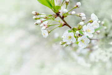 Spring layout with copy space. White flowers close-up, cherry blossoms. Selective focus.