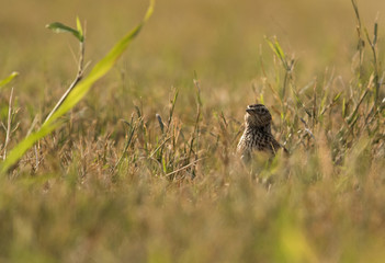 Eurasian Skylark in the grasses