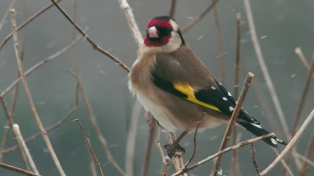 Goldfinch (Carduelis carduelis) perching on branch in snow, Compton Abbas, Dorset, UK