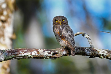 Jungle Owlet
