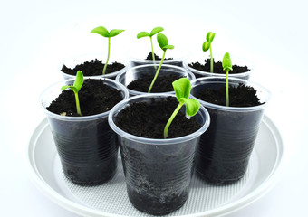 Green young seedlings of cucumbers in plastic pots. Spring planting. Growing vegetables.