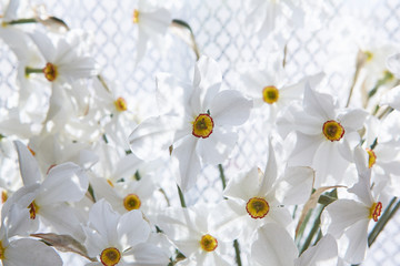 Flowers narcissus on window