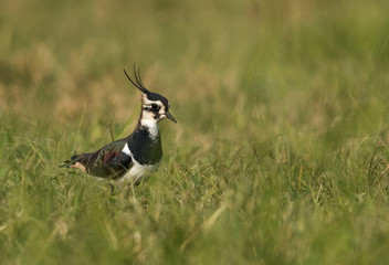 Northern Lapwing in the grasses