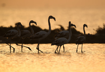 Greater Flamingos, Bahrain