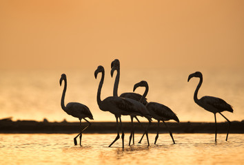 Greater Flamingo during monring at Asker, Bahrain