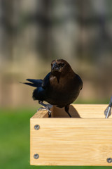 Male Cowbird