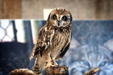 Owl Upstate New York Adirondacks Winter Raptor Fest