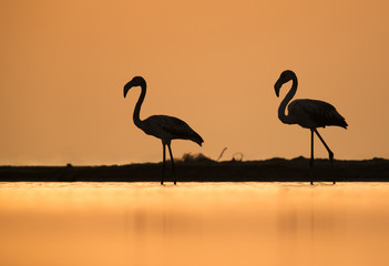 Greater Flamingo during sunset