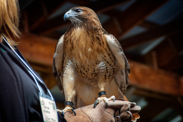 Hawk Upstate New York Adirondacks Winter Raptor Fest